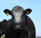 cow-head-farm-agriculture-portrait-1034611.jpg