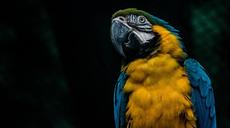 parrots-macaw-bird-parrot-nature-1290566.jpg