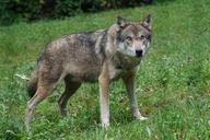 wolf-predator-european-wolf-1514782.jpg