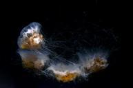 jellyfish-aquarium-underwater-275568.jpg