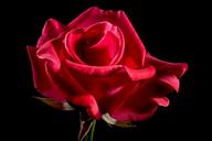 red-rose-rose-rose-bloom-blossom-320891.jpg