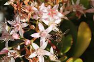 bee-flower-pistils-honey-sweet-580973.jpg