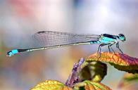 Dragonfly 2015-05-09.png