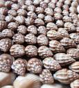 sea-shells-nature-summer-beach-772374.jpg