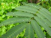 fern-fern-green-dewdrop-morgentau-938015.jpg