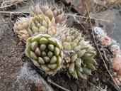 succulents-orpine-mountains-macro-1564992.jpg