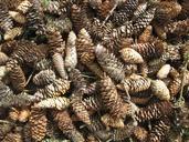 cone-k%C3%A4pykasa-conifer-cones-brown-1470979.jpg