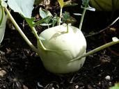 kohlrabi-vegetables-turnip-kohl-59732.jpg