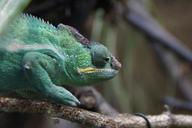 chameleon-green-reptile-animal-424290.jpg