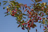 spindle-euonymus-europaeus-1652394.jpg