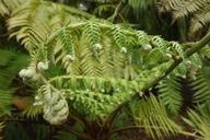 fern-nature-green-plant-leaf-fern-811673.jpg