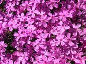 flowers-pink-nature-blossom-233048.jpg