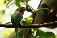 parrots-birds-forests-greenery-250659.jpg