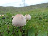 fungus-mushrooms-forest-nature-419112.jpg