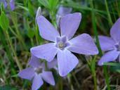 Purple blue flower.jpg