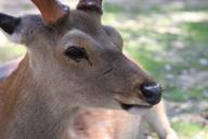 deer-animal-mammal-nature-nara-1010941.jpg