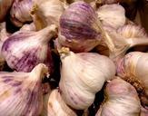 garlic-violet-head-of-garlic-643396.jpg