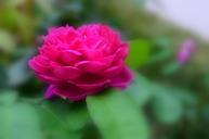 red-rose-flower-blossom-bloom-895372.jpg