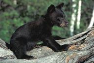 bear-cub-black-wildlife-animal-718378.jpg