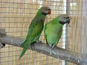 parakeets-small-parrots-birds-pets-956851.jpg