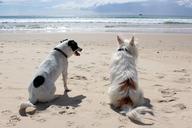 dog-beach-pet-sea-vacation-animal-648170.jpg