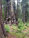 tree-redwood-sequoia-giant-natural-591772.jpg