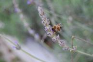 bee-nature-insect-spring-plant-620557.jpg