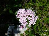 alpine-flower-mountains-pink-white-397994.jpg