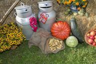 thanksgiving-fruits-festival-362910.jpg