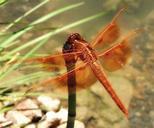 Dragonfly-178419.jpg