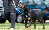 dog-school-dog-training-rottweiler-672716.jpg