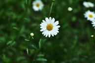 daisy-ox-eye-daisy-flower-bloom-1439488.jpg