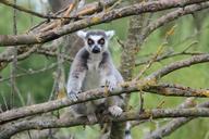 lemur-animals-wild-zoo-736976.jpg