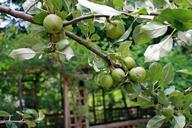 apples-branch-apple-tree-fruit-262930.jpg