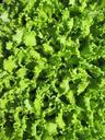 salad-garden-frisch-vegetables-959939.jpg