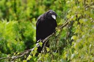 raven-crow-bird-black-raven-bird-812247.jpg