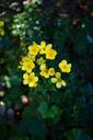 buttercup-flower-blossom-bloom-461206.jpg