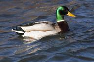 mallard-anas-platyrhynchos-drake-75928.jpg