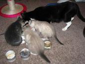 Three_kittens_and_mother_cat_eating_from_behind_1.jpg