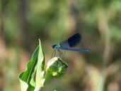 travel-nature-flower-butterfly-70041.jpg