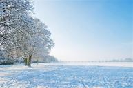 nice-winter-day-tree-trees-snow-164879.jpg