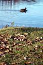 pond-duck-leaves-autumn-119646.jpg