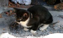 kitten-small-cat-black-white-503732.jpg