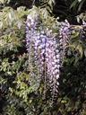 wisteria-spring-flowers-woods-109163.jpg