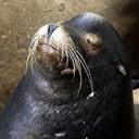 seal-resting-animal-pacific-ocean-56468.jpg