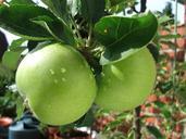 apples-green-growing-fruit-food-634027.jpg