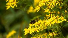 bee-pollen-insect-plant-flower-1099157.jpg