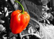 pepper-red-food-healthy-vegetable-1140885.jpg