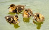 mallard-ducklings-swimming-portrait-938666.jpg