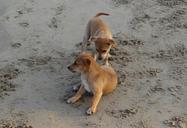 puppy-beach-sand-playing-pet-dog-631239.jpg